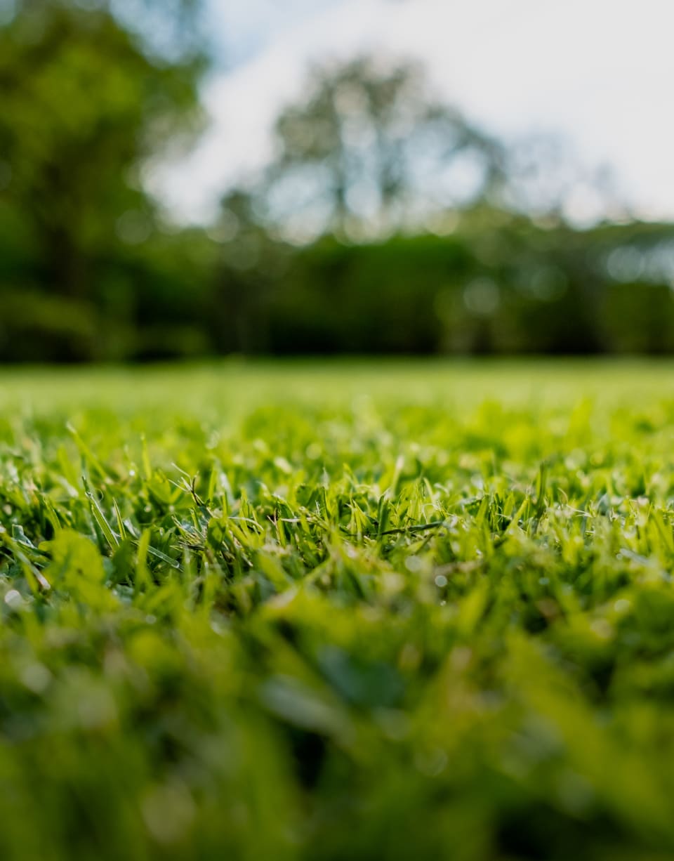 Grass sprayed with growth regulators